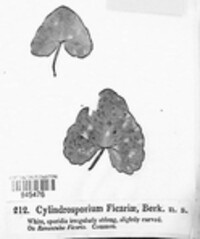 Entyloma ficariae image